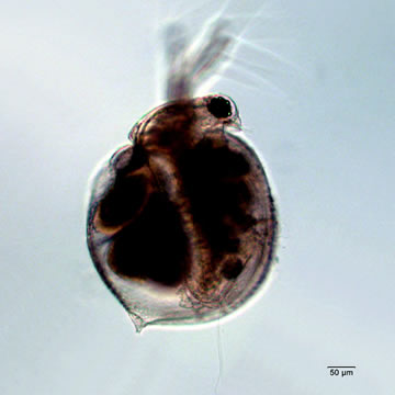 Ceriodaphnia rigaudi